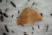 Watsonalla binaria