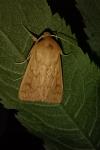 Mythimna vitellina