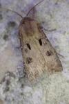 Agrotis exclamationis