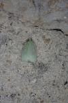 Tortrix viridana