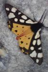 Arctia villica