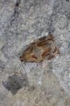 Archips xylosteana