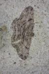 Peribatodes rhomboidaria
