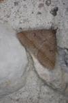 Zanclognatha lunalis