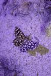 Chiasmia clathrata