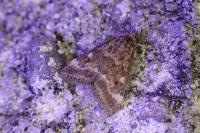 Pyrausta despicata
