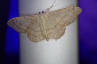Idaea aversata
