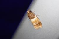 Epinotia festivana