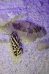 Emmelia trabealis