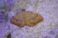 Camptogramma bilineata