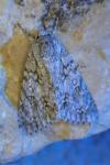 Acronicta aceris