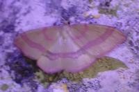 Rhodostrophia calabra
