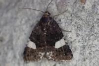 Tyta luctuosa
