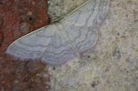 Idaea subsericeata