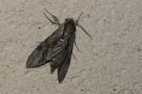 Agrius convolvuli