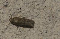 Spodoptera exigua