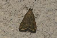 Loxostege sticticalis