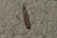 Agriphila