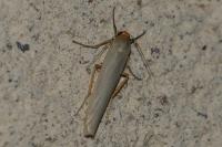 Eilema caniola