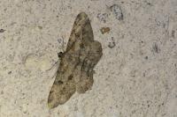Peribatodes rhomboidaria