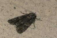 Acronicta rumicis