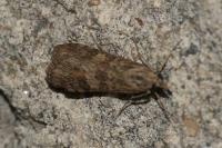 Nomophila noctuella