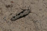 Ethmia bipunctella