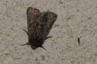 Thalpophila matura