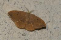 Watsonalla binaria