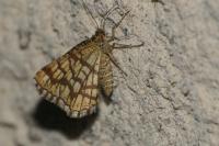 Chiasmia clathrata