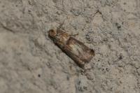 Acrobasis