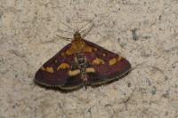 Pyrausta purpuralis