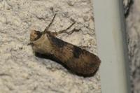 Agrotis puta