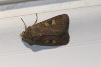 Xestia xanthographa
