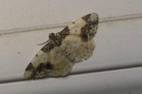 Ligdia adustata