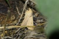 Mythimna vitellina