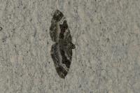 Epirrhoe alternata
