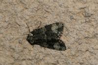 Craniophora ligustri