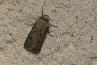 Agrotis exclamationis