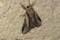 Pheosia tremula