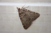 Aglossa pinguinalis