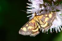 Pyrausta purpuralis