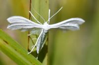Pterophorus pentadactylus