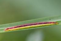 Nascia cilialis