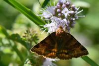 Euclidia glyphica