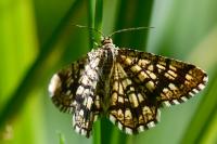 Chiasmia clathrata