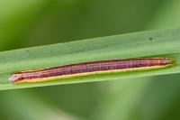 Nascia cilialis