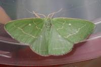 Thetidia smaragdaria
