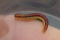 Nascia cilialis