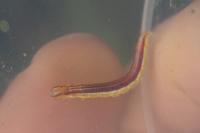 Nascia cilialis